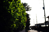 画像が表示されます