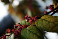 画像が表示されます